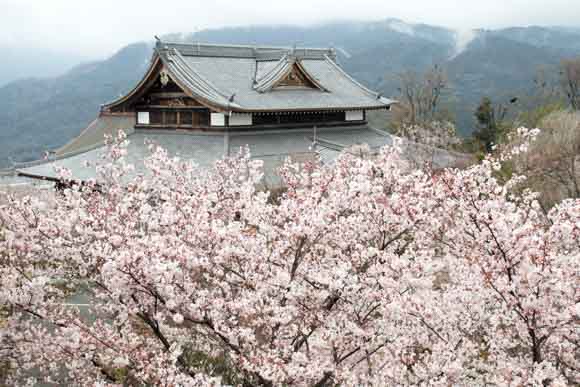 京都が一望できる将軍塚の桜はガラ空き穴場スポット！